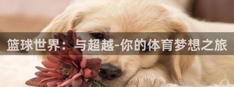 意昂2体育1招商：篮球世界：与超越-你的体育梦想之旅